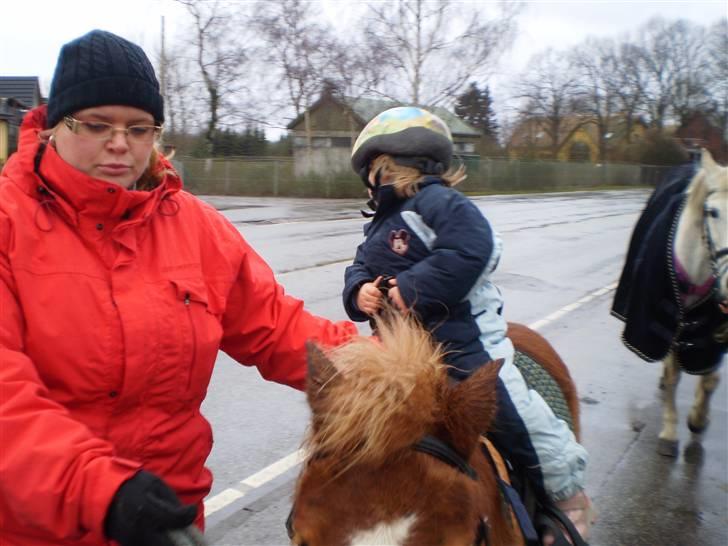 Shetlænder lady billede 7