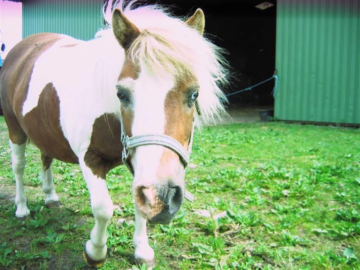 Shetlænder Tøssen. Gl. passer - Velkommen til Tøssens profil <3 :D  billede 1