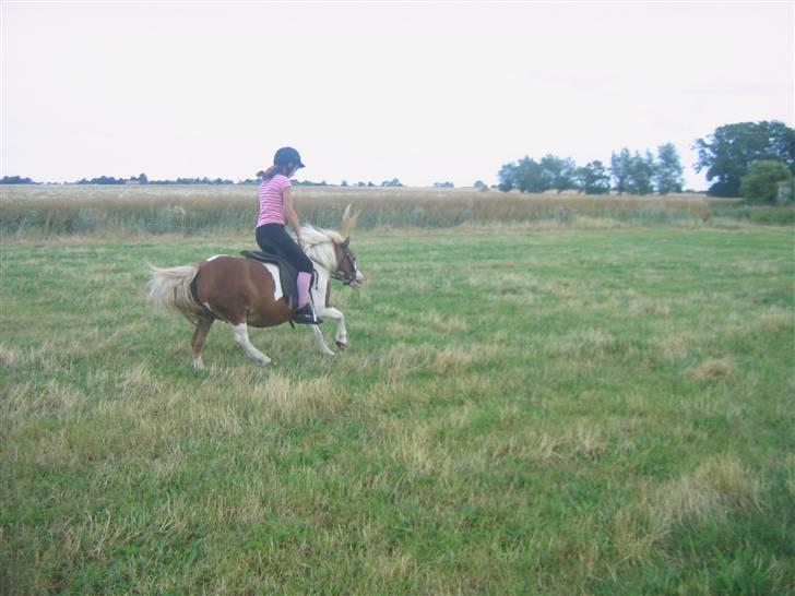 Shetlænder Tøssen. Gl. passer billede 2