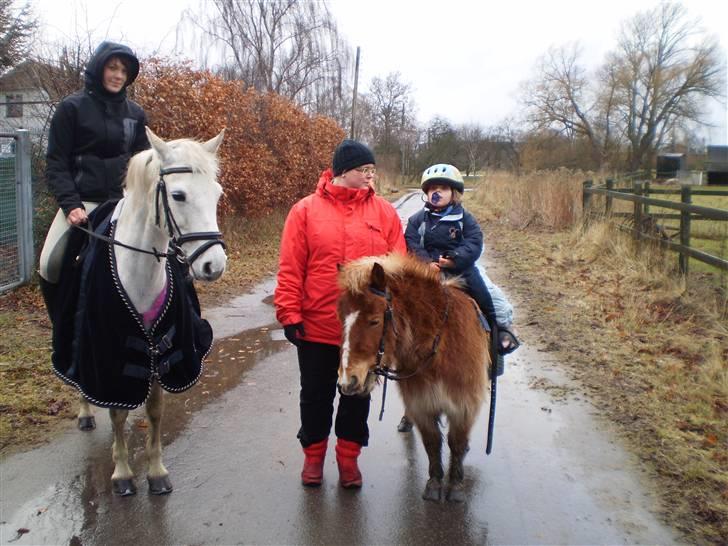 Shetlænder lady billede 8