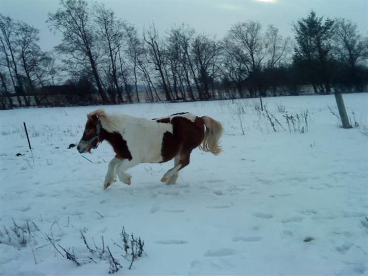 Shetlænder Tøssen. Gl. passer billede 3