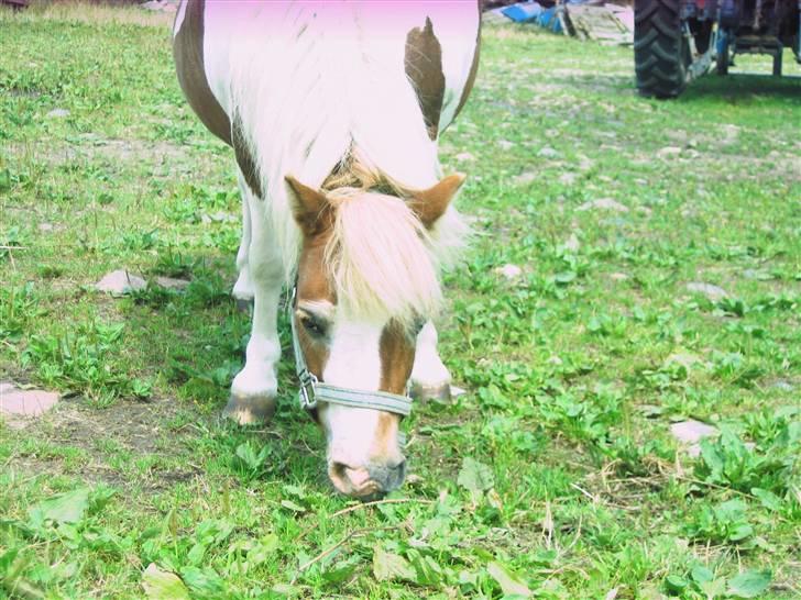 Shetlænder Tøssen. Gl. passer billede 4