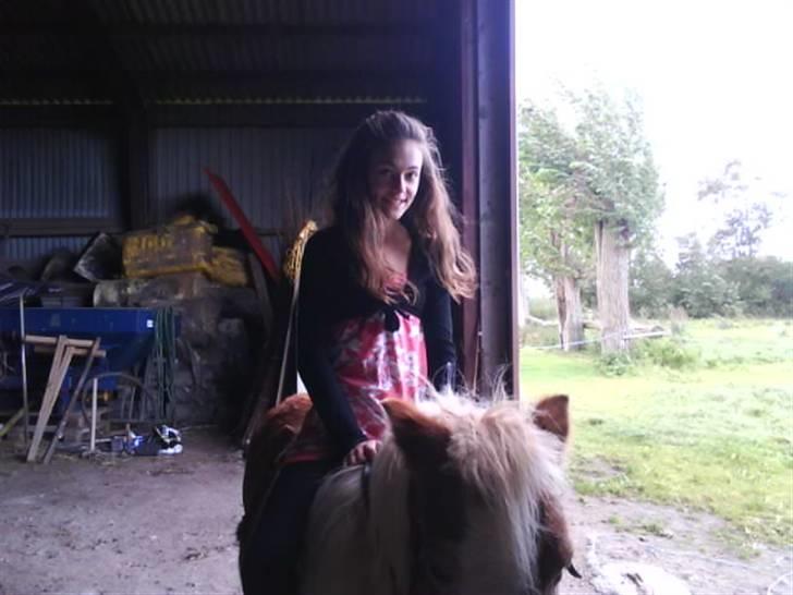 Shetlænder Tøssen. Gl. passer billede 5