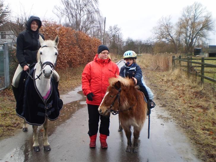 Shetlænder lady billede 9