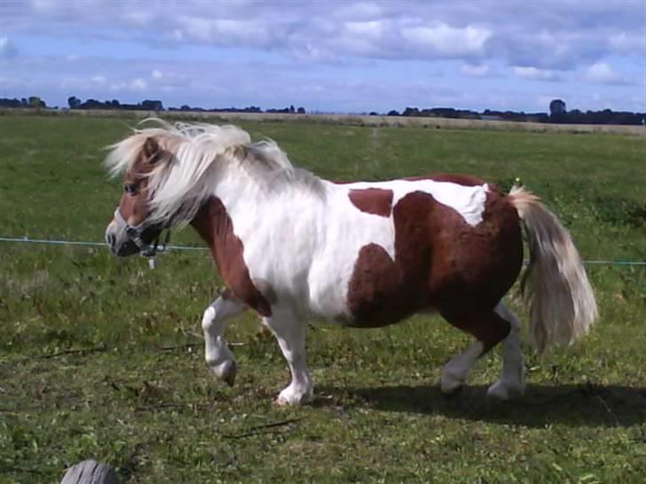 Shetlænder Tøssen. Gl. passer billede 6