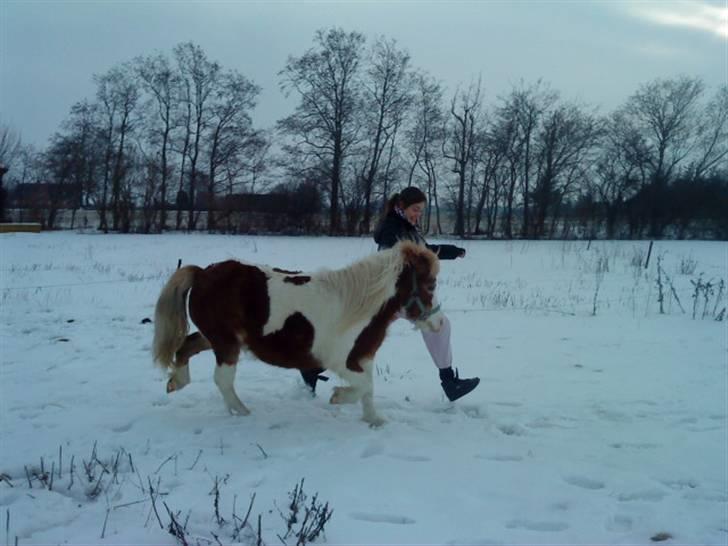 Shetlænder Tøssen. Gl. passer billede 7