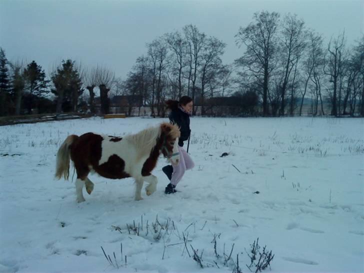 Shetlænder Tøssen. Gl. passer billede 8