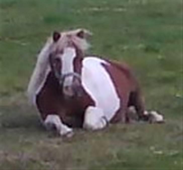 Shetlænder Tøssen. Gl. passer billede 9