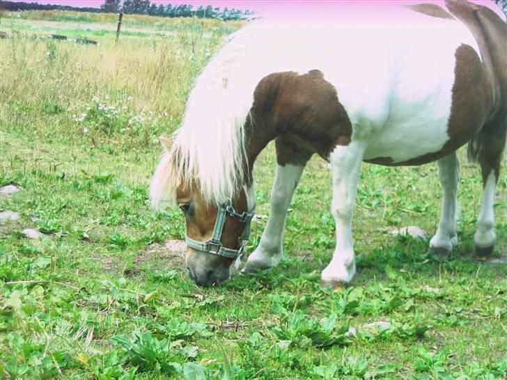 Shetlænder Tøssen. Gl. passer billede 10