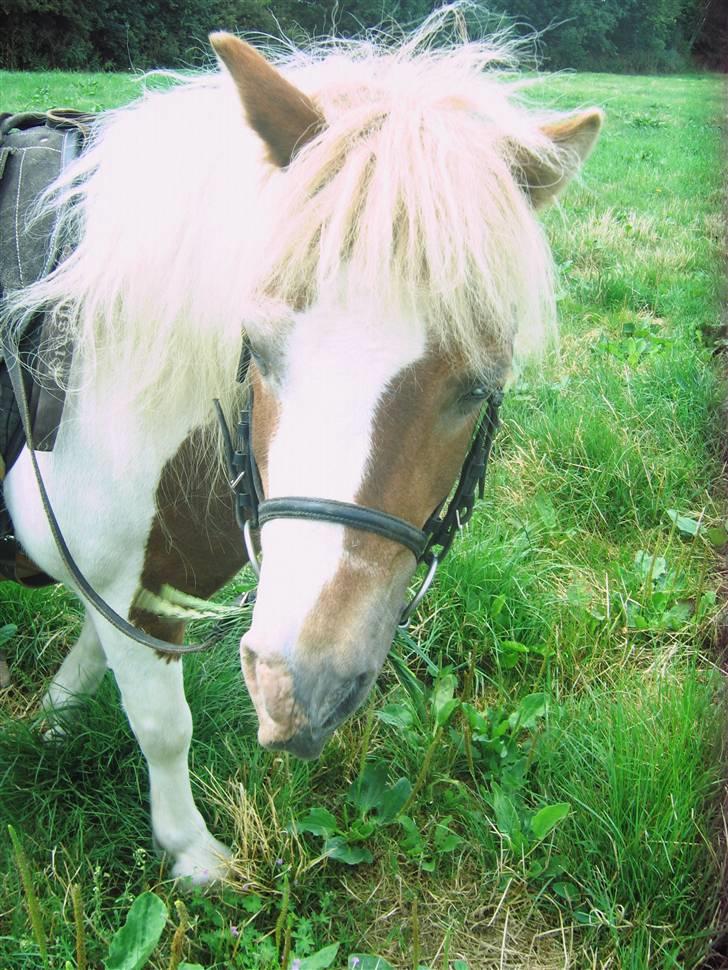 Shetlænder Tøssen. Gl. passer billede 11