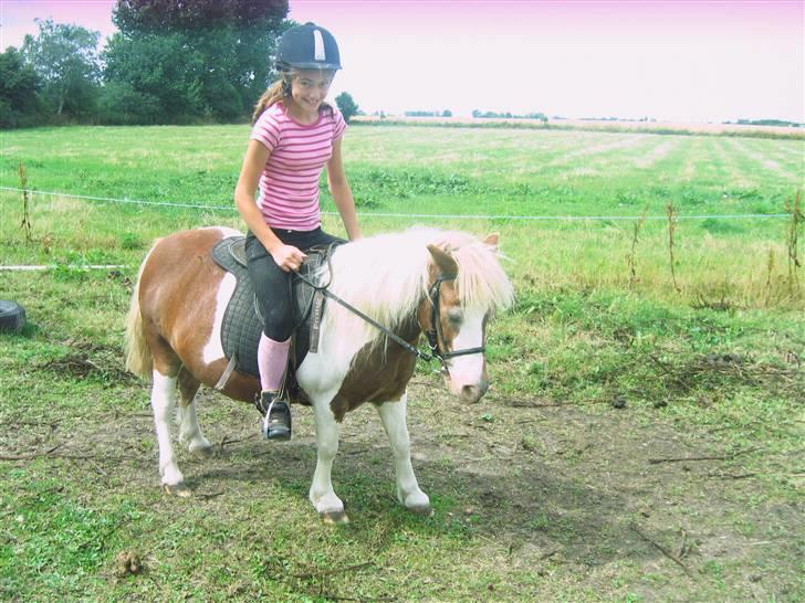 Shetlænder Tøssen. Gl. passer billede 12