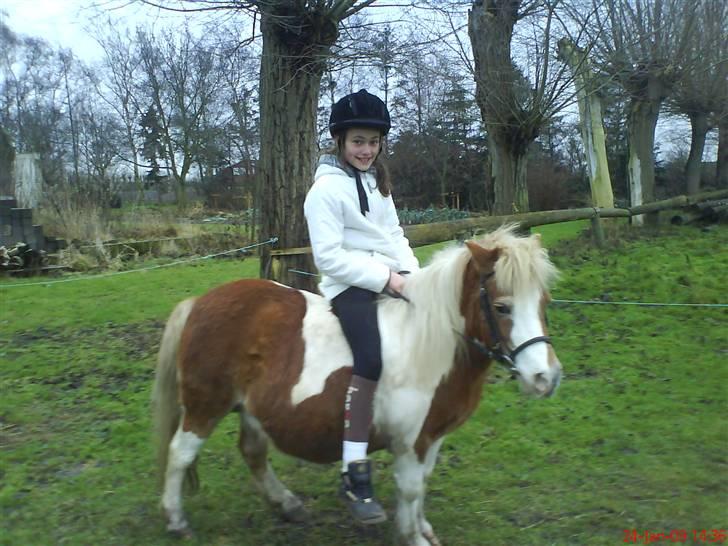 Shetlænder Tøssen. Gl. passer billede 13