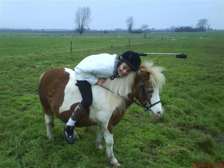 Shetlænder Tøssen. Gl. passer billede 14