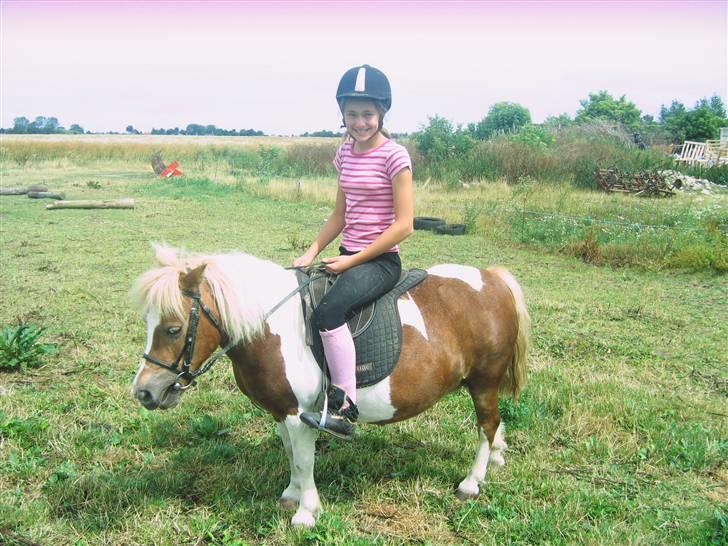 Shetlænder Tøssen. Gl. passer billede 15