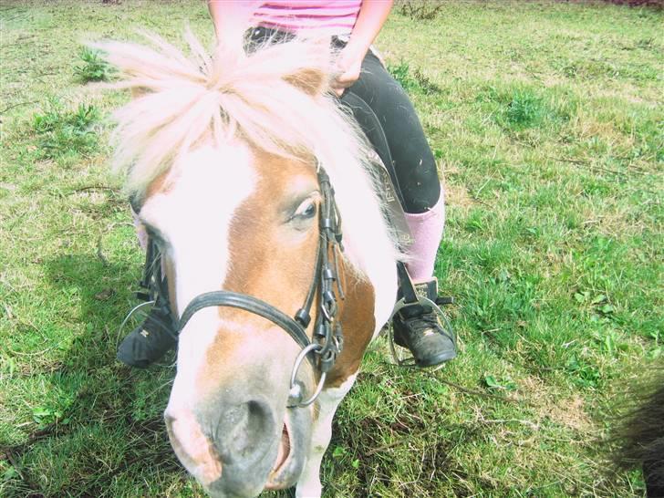 Shetlænder Tøssen. Gl. passer billede 16