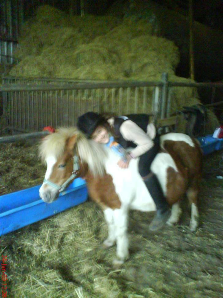 Shetlænder Tøssen. Gl. passer billede 17