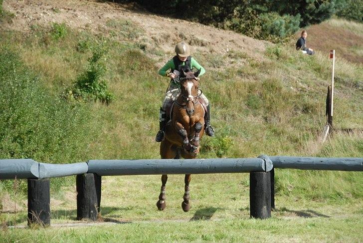 Anden særlig race Cilas Regal A-pony - førdste CNCP* i langå desiplin vinder i terrænet med kun tids fejl. her over 3 kombination i god stil! 2010 billede 3