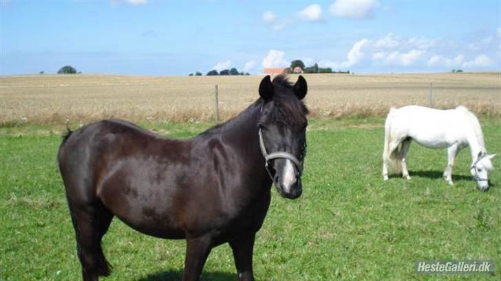 Anden særlig race Nydams Marie - velkommen til Nydam´s Marie´s profil billede 1