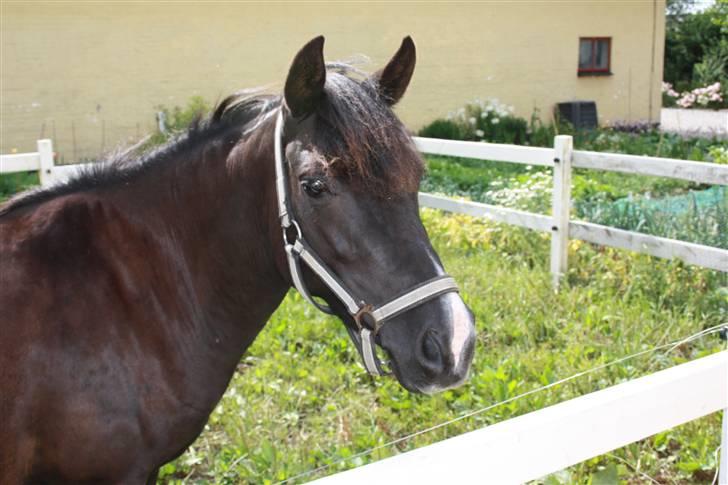 Anden særlig race Nydams Marie - ude på den lille fold smukke Marie billede 2