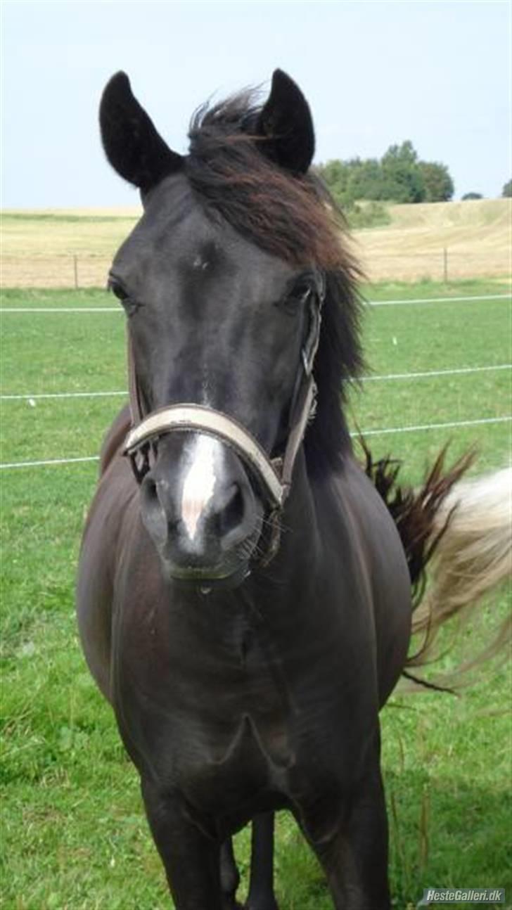 Anden særlig race Nydams Marie - nærbillede! kan godt være jeg virker selvglad men jeg er sku køn billede 3