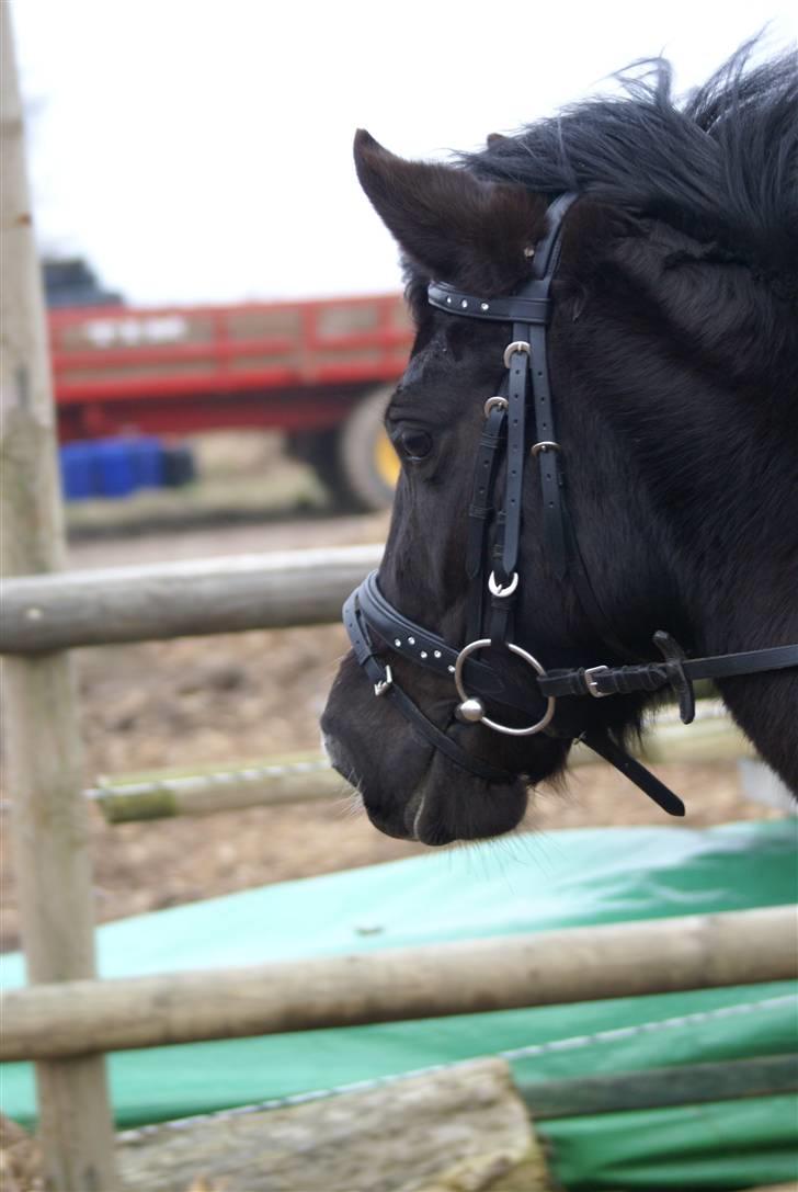 Anden særlig race Nydams Marie - nærbillede! af den smukke pige jeg er billede 4