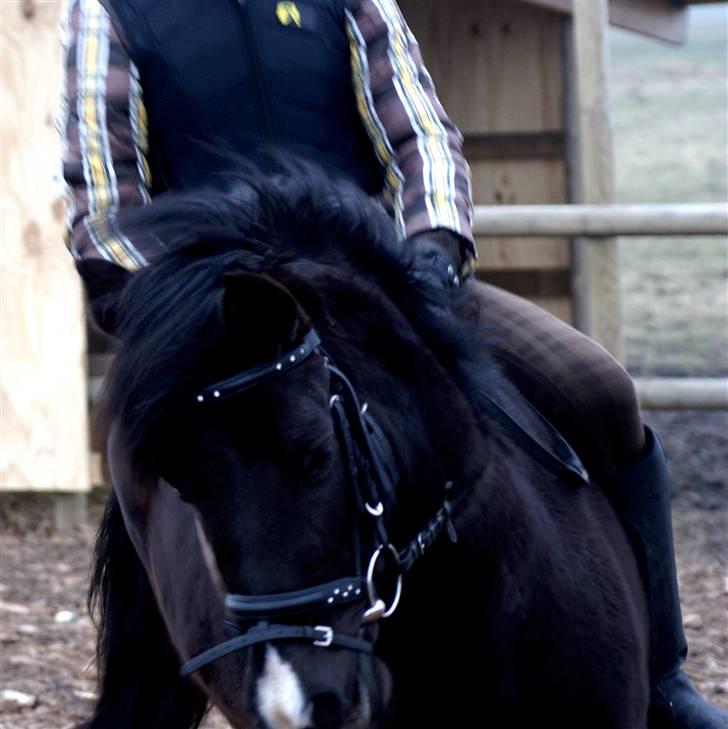 Anden særlig race Nydams Marie - jaah hvor er vi bare gode i dressur billede 5