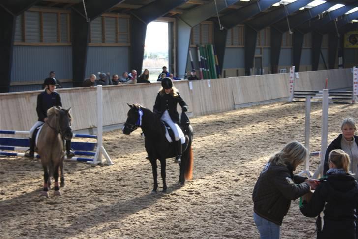 Anden særlig race Nydams Marie - efter vi havde fået vores plads<3 billede 6