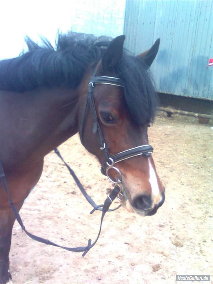 Welsh Pony (sec B) Åvangens Victoria (solgt) - for du er smuk som en sommerfugl og du ved det godt ja smukkere ind smuk<3 billede 9