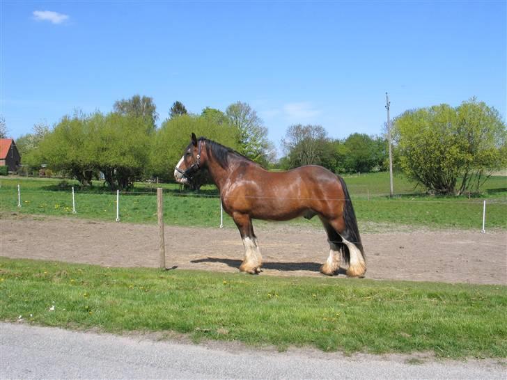 Shire Heavenly Merlin R.I.P. billede 1