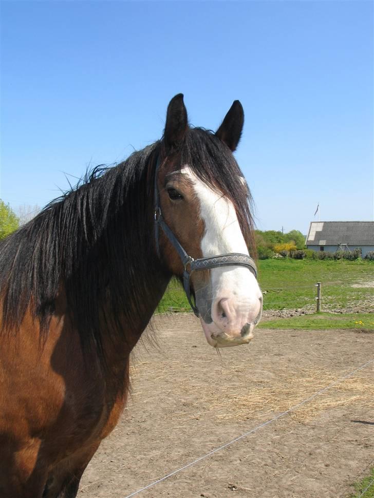 Shire Heavenly Merlin R.I.P. billede 3