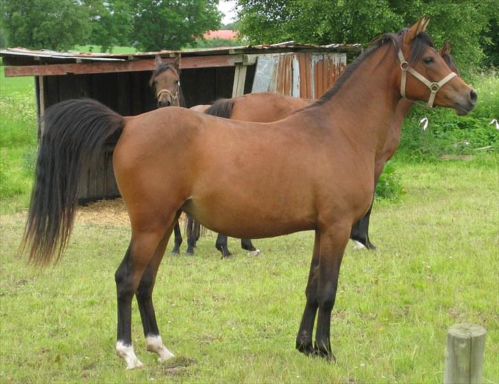 Arabisk fuldblod (OX) E`xtravaganza *SOLGT* billede 33