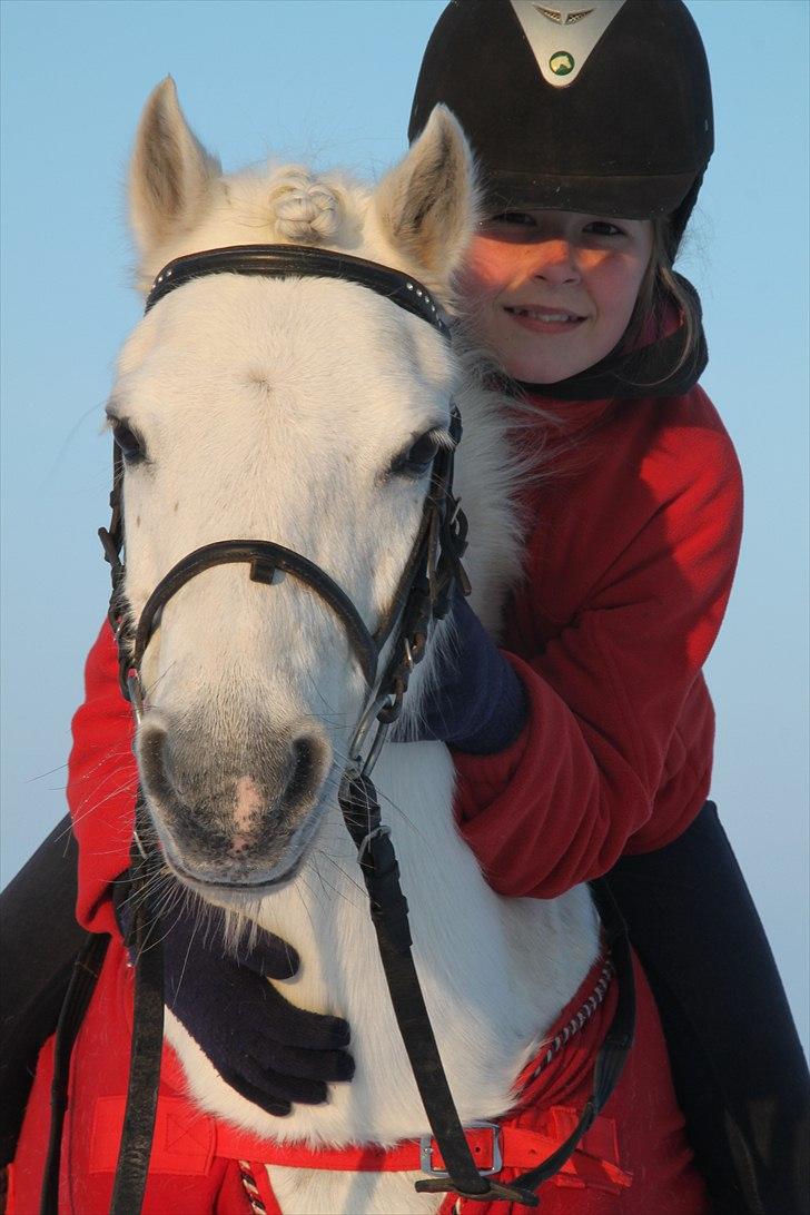 Welsh Mountain (sec A) Rosengårdens Jasmin - Jasmin min hvide perle billede 4