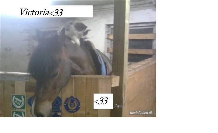 Welsh Pony (sec B) Åvangens Victoria (solgt) - er de ikke søde ( Victoria og mis) billede 10