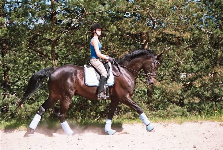 Dansk Varmblod | Landeur R.I.P - galop.  billede 14