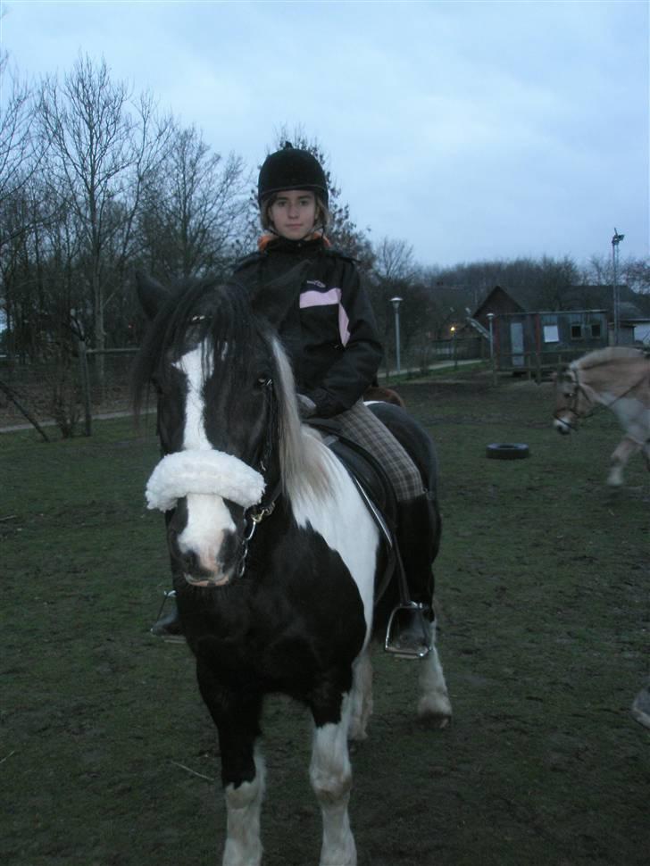 Irish Cob Jensen<3 *Passer*  billede 5
