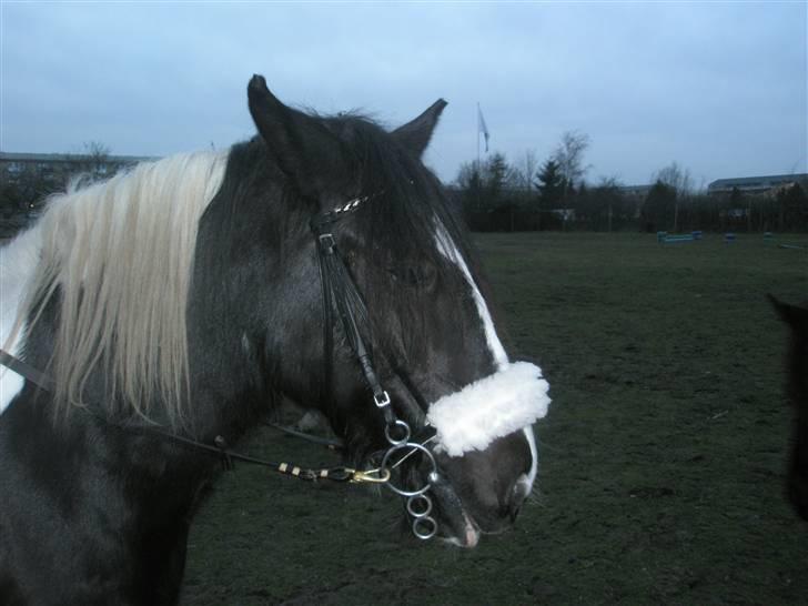 Irish Cob Jensen<3 *Passer*  billede 6