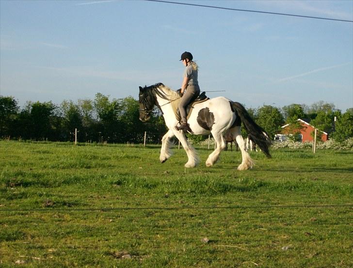 Irish Cob Gipsy billede 11