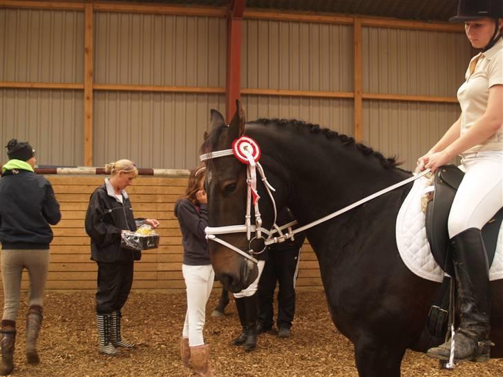 Oldenborg Prince - her er mit vidunder men sin roset ved ok stævnet  billede 5