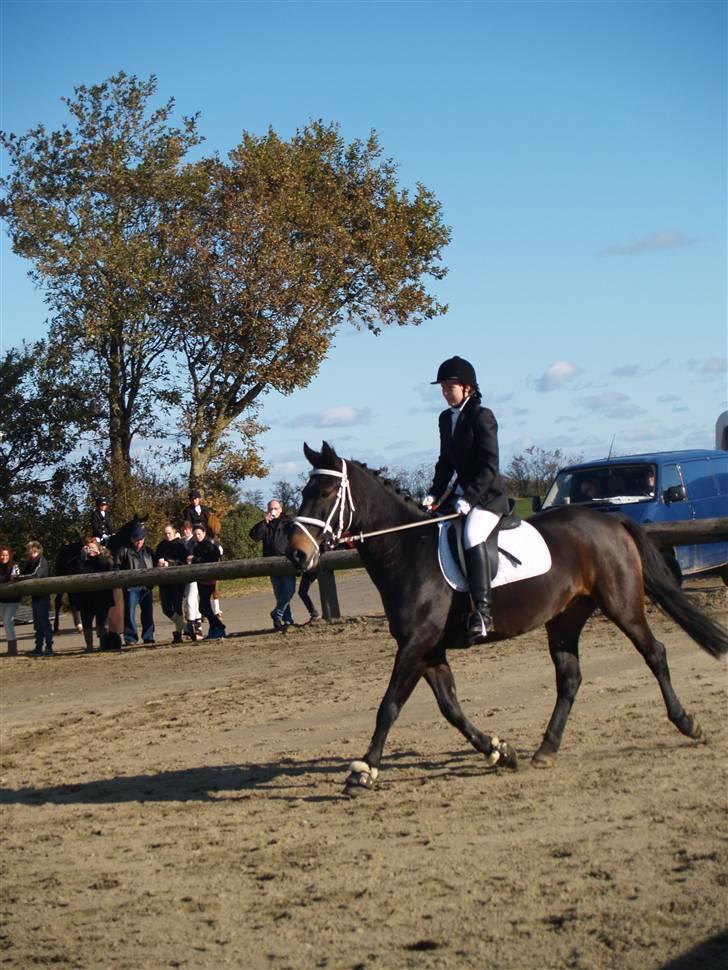 Oldenborg Prince - lindegård stævne  billede 7