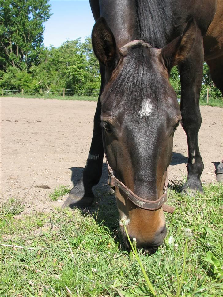 Oldenborg Prince - det er det rene hygge på ridebanen billede 10