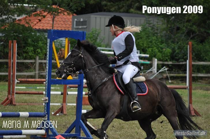 Svensk Sportspony  Miss Rysa. - Ponyuge 2009 billede 10