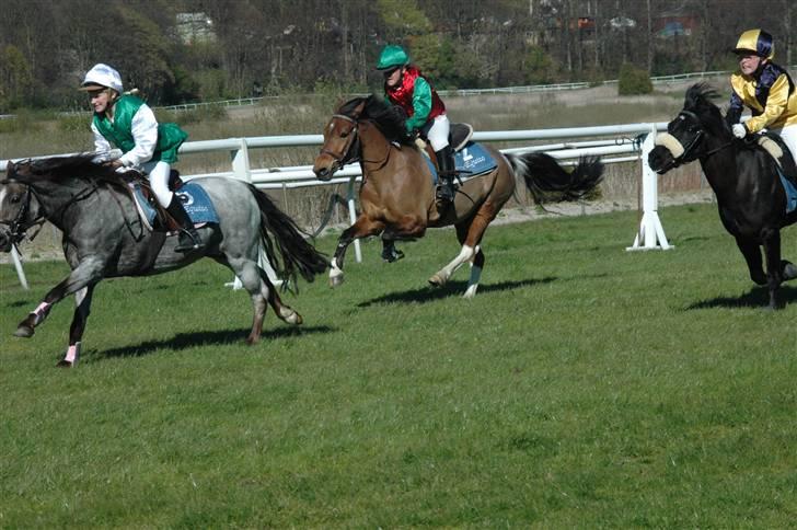 Welsh Pony (sec B) | Gazelle - PONYGALOP 2007 *1.PLADS* billede 14