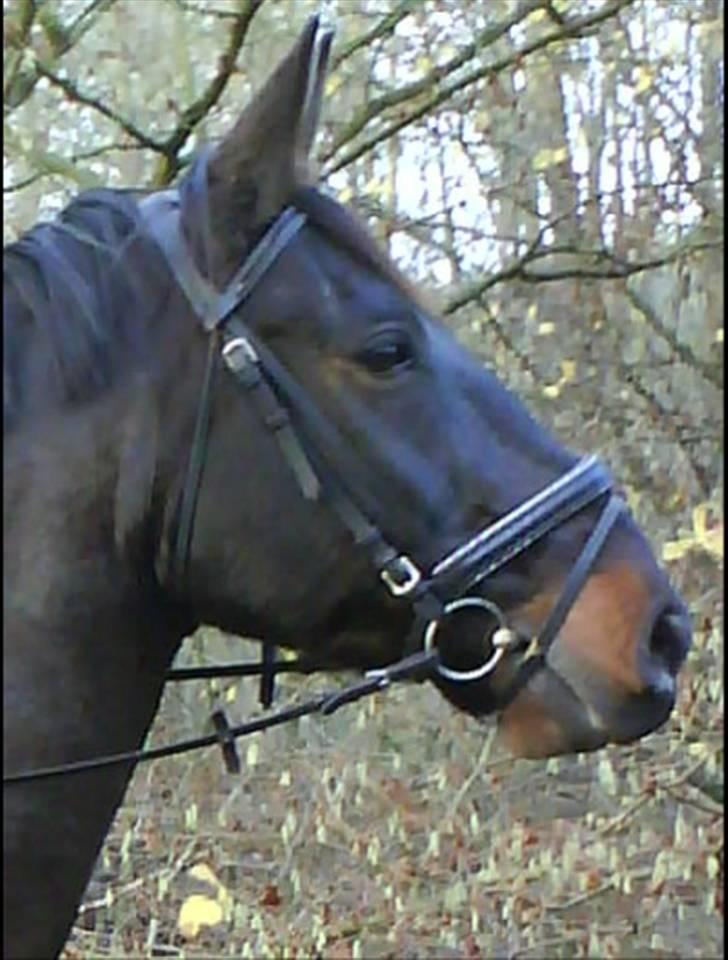 Oldenborg frodo - frodo på tur det er det bedste han ved billede 2