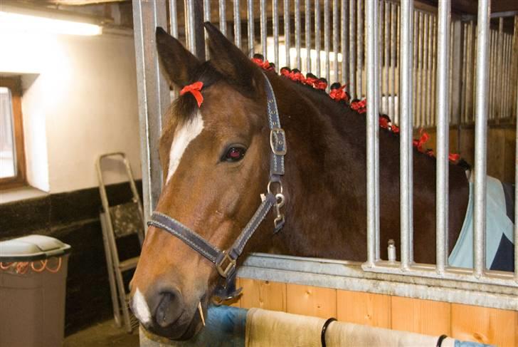 Belgisk varmblod Thibau - Sådan kommer jeg til at se ud, når der er juleoptog.. Fuck, jeg ligner en pige... billede 6