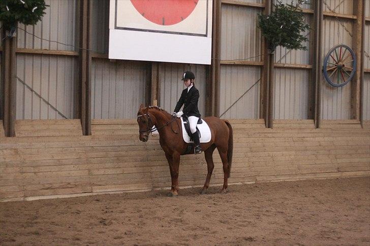 Hollandsk Sportspony Marien -  Mit første stævne på ham! :) billede 9