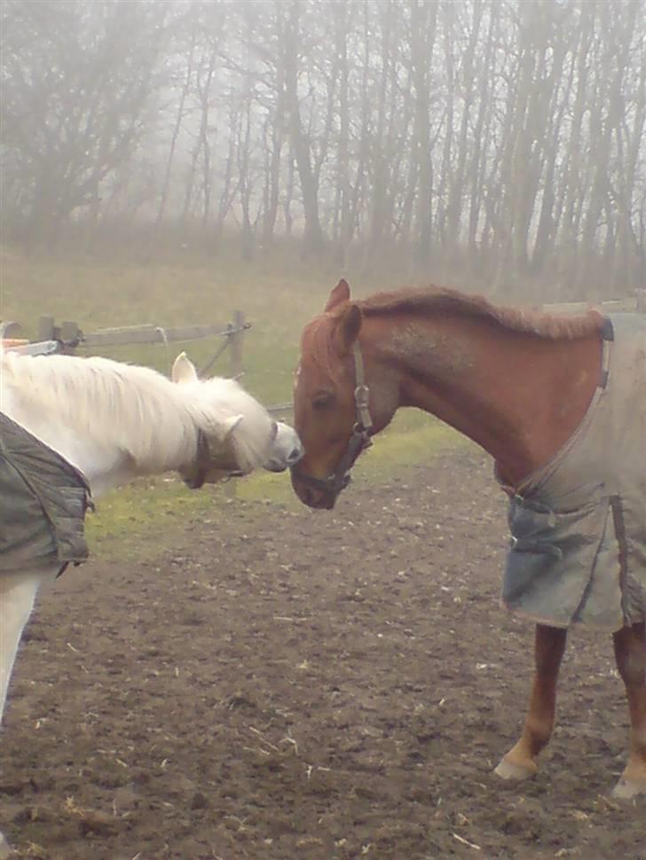Hollandsk Sportspony Marien - malle der leger grime leg med speedy billede 13