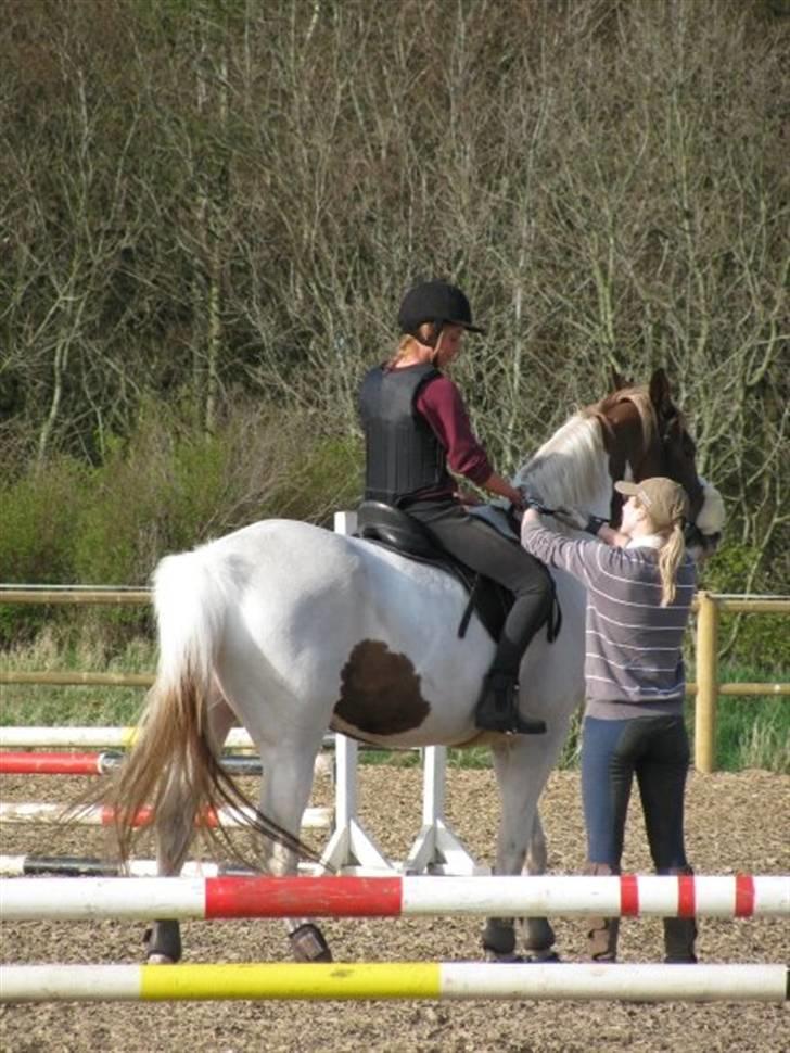 Pinto Gantrup Tinka.  - Spring undervisning<3 Foto; As-Foto. billede 14