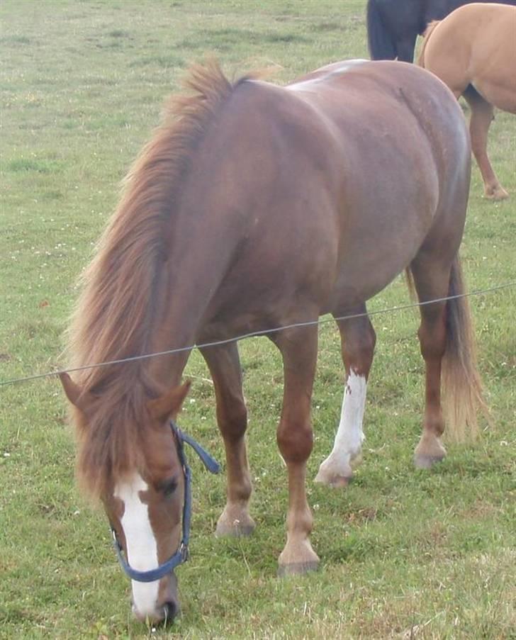 Welsh Pony af Cob-type (sec C) | Hannibal  | *Savle* <33 - Salve på fold :o) Fotograf: Mig :D billede 17