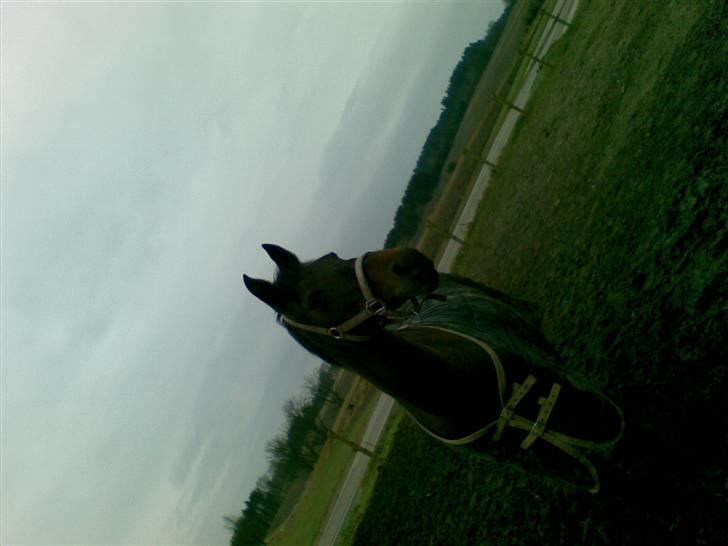 Anden særlig race Pretty Princess*Solgt* - Min totalt smukke dame!<3 billede 5