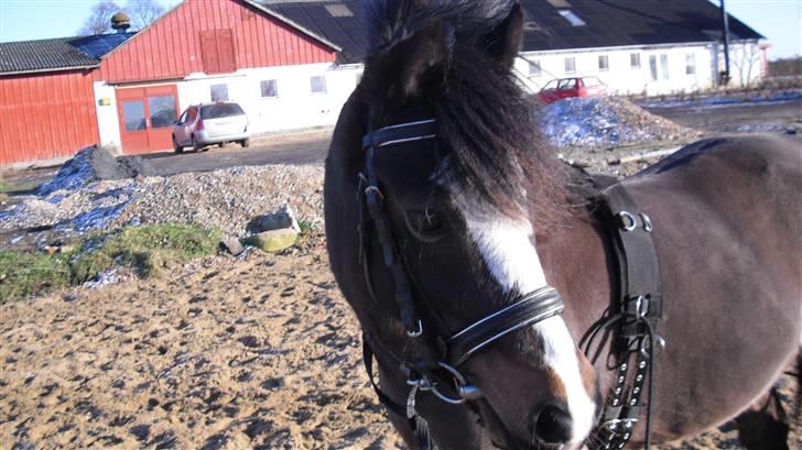 Welsh Mountain (sec A) Laban - Laban <3 billede 8